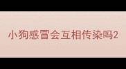 小狗感冒会互相传染吗