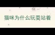 猫咪为什么玩耍站着