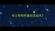 哈士奇和柯基的混血犬