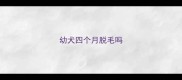 幼犬四个月脱毛吗