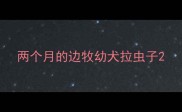 两个月的边牧幼犬拉虫子