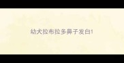 幼犬拉布拉多鼻子发白