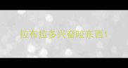 拉布拉多兴奋咬东西