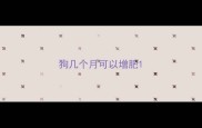 狗几个月可以增肥