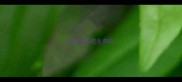 边牧可以吃生菜吗