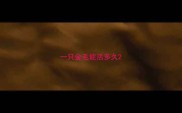 一只金毛能活多久