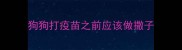 狗狗打疫苗之前应该做撒子