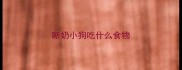 断奶小狗吃什么食物