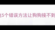 拉布拉多喂食困难这5个错误方法让狗狗接不到食物附正确喂食指南