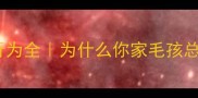 拉布拉多护主行为全为什么你家毛孩总黏人又护短