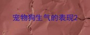 宠物狗生气的表现