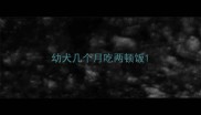 幼犬几个月吃两顿饭