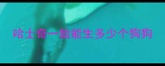 哈士奇一胎能生多少个狗狗