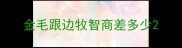 金毛跟边牧智商差多少