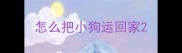 怎么把小狗运回家