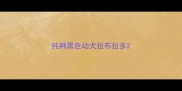 纯种黑色幼犬拉布拉多