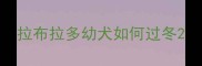 拉布拉多幼犬如何过冬