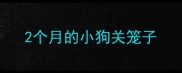 2个月的小狗关笼子