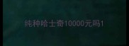 纯种哈士奇10000元吗