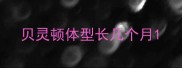 贝灵顿体型长几个月