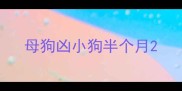 母狗凶小狗半个月