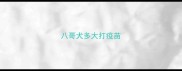八哥犬多大打疫苗