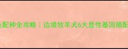 边牧颜色配种全攻略边境牧羊犬6大显性基因搭配指南