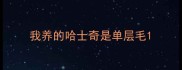 我养的哈士奇是单层毛