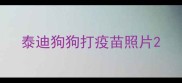 泰迪狗狗打疫苗照片