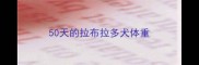 50天的拉布拉多犬体重