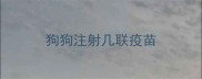 狗狗注射几联疫苗