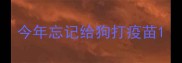 今年忘记给狗打疫苗