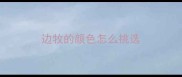 边牧的颜色怎么挑选