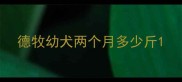 德牧幼犬两个月多少斤