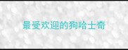 最受欢迎的狗哈士奇