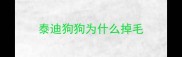 泰迪狗狗为什么掉毛