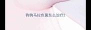 狗狗马拉色菌怎么治疗