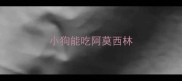小狗能吃阿莫西林