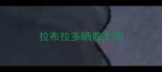 拉布拉多晒着太阳