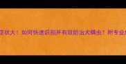 小狗螨虫症状大如何快速识别并有效防治犬螨虫附专业应对指南