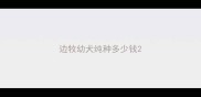 边牧幼犬纯种多少钱