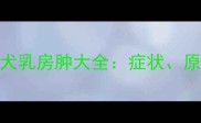 拉布拉多母犬乳房肿大全症状原因与护理指南