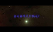 金毛春季几月换毛