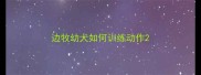 边牧幼犬如何训练动作