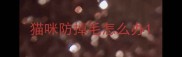 猫咪防掉毛怎么办