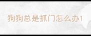 狗狗总是抓门怎么办