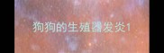 狗狗的生殖器发炎