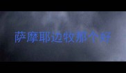 萨摩耶边牧那个好