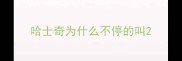 哈士奇为什么不停的叫