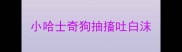 小哈士奇狗抽搐吐白沫